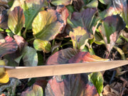 Solid 100% Copper Bronze Hori Hori Garden Knife – Solid Bronze Blade – Electroculture - Copper Garden Tool - Electro Culture - Osage Orange
